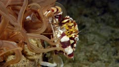 Harlequin Swimming Crab (Lissocarcinus laevis) eats what Tube Anemone (Cerianthus filiformis) catches (5 of 7)