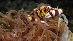 Harlequin Swimming Crab (Lissocarcinus laevis) eats what Tube Anemone (Cerianthus filiformis) catches (7 of 7)