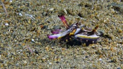 Flamboyant Cuttlefish (Metasepia pfefferi) tiny baby walking