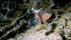Clear cleaner shrimp (Urocaridella) catching food (1 of 2) 
