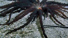 Harlequin Swimming Crab (Lissocarcinus laevis) eating food off of an anemone (Actinostephanus haeckeli) 1 of 4