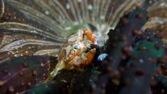 Harlequin Swimming Crab (Lissocarcinus laevis) eating food off of an anemone (Actinostephanus haeckeli) 3 of 4
