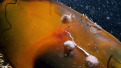 Swell Shark Egg Case (Cephaloscyllium ventriosum) with tiny shark (1 of 3)