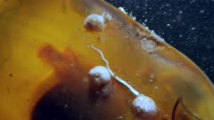 Swell Shark Egg Case (Cephaloscyllium ventriosum) with tiny shark (3 of 3)
