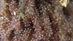 East Pacific Red Octopus (Octopus rubescens) late stage eggs Hatching (5 of 6)