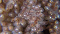 East Pacific Red Octopus (Octopus rubescens) late stage eggs Hatching (6 of 6)