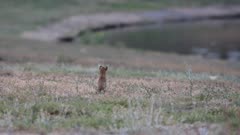 Long-Tailed Weasel (Mustela frenata) look away at lake, then leaves (1 of 12)