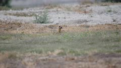 Long-Tailed Weasel (Mustela frenata) digs for gopher (5 of 12)