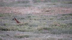 Long-Tailed Weasel (Mustela frenata) runs back/forth (6 of 12)