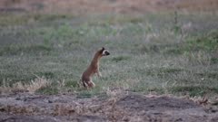 Long-Tailed Weasel (Mustela frenata) comes out of hole, stands and runs (7 of 12)