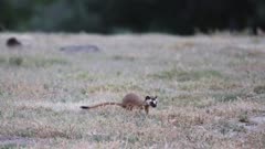 Long-Tailed Weasel (Mustela frenata) stalking (8 of 12)