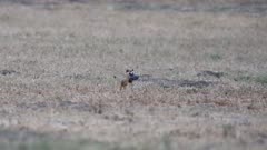 Long-Tailed Weasel (Mustela frenata) SloMo runs with gopher (11 of 12)