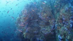 California Purple Hydocoral (Stylaster californicus) with fish &amp; diver