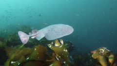 Pacific Electric Ray (Tetronacre californica) over kelp