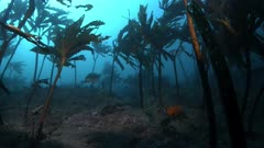 Fish Under the Palm Kelp - 6 of 12