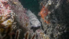 swell shark (Cephaloscyllium ventriosum) Hiding in crevice (120fps)