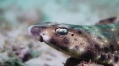swell shark (Cephaloscyllium ventriosum) close up