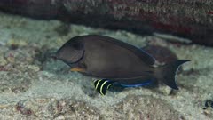 Cleaning Station.  Juvenile French Angelfish (Pomacanthus paru) cleans surgeonfish 