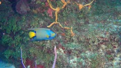 Queen Angelfish (Holacanthus ciliaris) swims along reef (120fps)