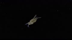 Swimming Crab (Portunidae) in open ocean at night (120fps)