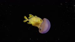Juvenile Jack fish in Purple Jellyfish (Thysanastoma) at night 1-3  (120fps)