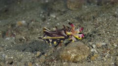 Flamboyant cuttlefish (Metasepia pfefferi) 1-3 (120fps)