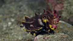 Flamboyant cuttlefish (Metasepia pfefferi) 2-3 (120fps)