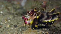 Flamboyant cuttlefish (Metasepia pfefferi) 3-3 (120fps)