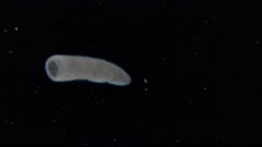 Pyrosome at night in open water, Blackwater
