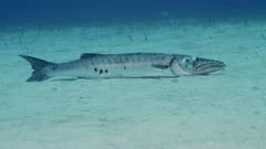 Injured Great Barracuda (Sphyraena barracuda) gaffed by fisherman.  Lies in sand.  120fps  (12 of 14)