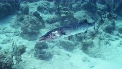 Injured Great Barracuda (Sphyraena barracuda) gaffed by fisherman, on the reef.  120fps  (5 of 14)