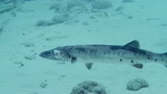 Injured Great Barracuda (Sphyraena barracuda) gaffed by fisherman, swims to sand.  120fps  (6 of 14)