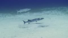 Injured Great Barracuda (Sphyraena barracuda) gaffed by fisherman, 'friend' shows up.  120fps  (7 of 14)