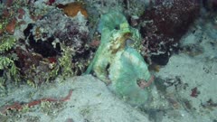 Caribbean reef octopus (Octopus briareus) out hunting  (2 of 3)   120fps