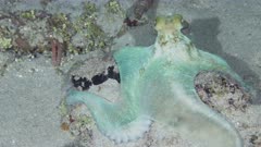 Caribbean reef octopus (Octopus briareus) out hunting  (3 of 3)   120fps