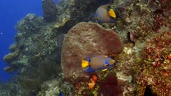 Pair of Queen Angelfish (Holacanthus ciliaris) on reef  1 of 2   (120fps)