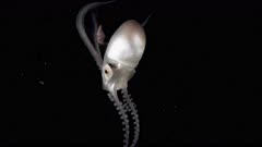 Blanket Octopus (Tremoctopus)  120fps  5 of 9