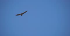 Juvenile Bald Eagle Soaring through the air on a blue sky in slow motion