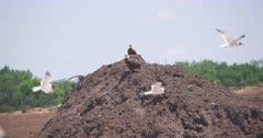 Two Bald Eagles sit perched on dirt mound in a garbage mound while other birds fly around