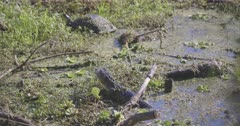 Turtle and a baby alligator in a swamp in Florida