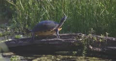 Turtle in a swamp in Florida sun bathing