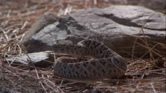 Rattlesnake In Defense Against Roadrunner 