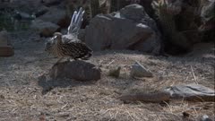 Rattlesnake In Defense Against Roadrunner 