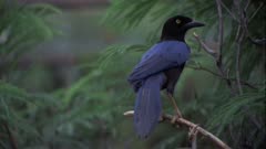 Blackbird Sits In Tree