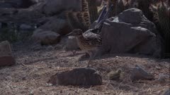 Roadrunner Attacks Rattlesnake
