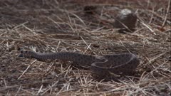 Rattlesnake Defends Against Roadrunner 