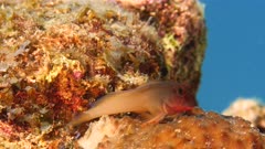 Close up of Redlip Blenny fish in coral reef in Caribbean Sea / Curacao