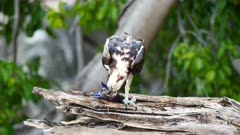 Bird wildlife: Osprey feed on tree  / Caribbean / Curacao