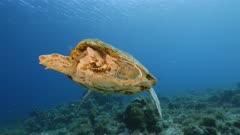 Loggerhead Sea Turtle in  coral reef of Caribbean Sea / Curacao