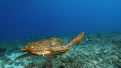 Loggerhead Sea Turtle in  coral reef of Caribbean Sea / Curacao